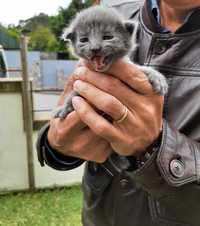 Dá-se gatinhos bebés em Braga