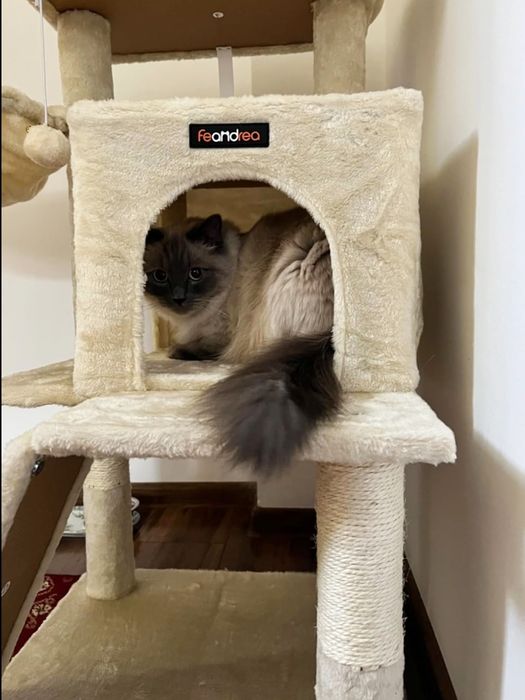 Drapak Dla Kota Wieża Legowisko Domek Jaskinia Rampa Beżowy Nowy