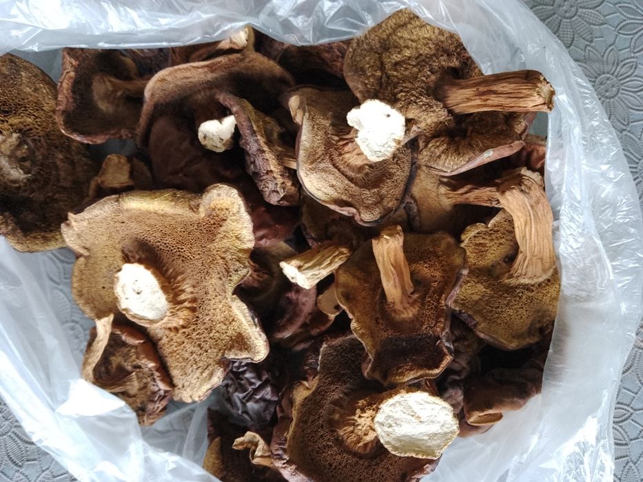 Sprzedam podgrzybki suszone gratis