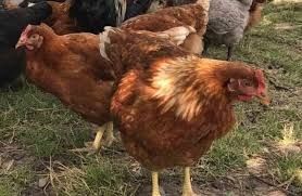 Несучка ломан браун швидко адаптовується в любих