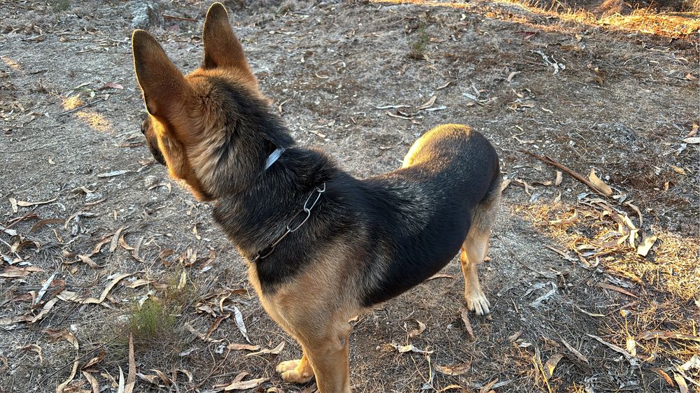 Pastor Alemao para doação