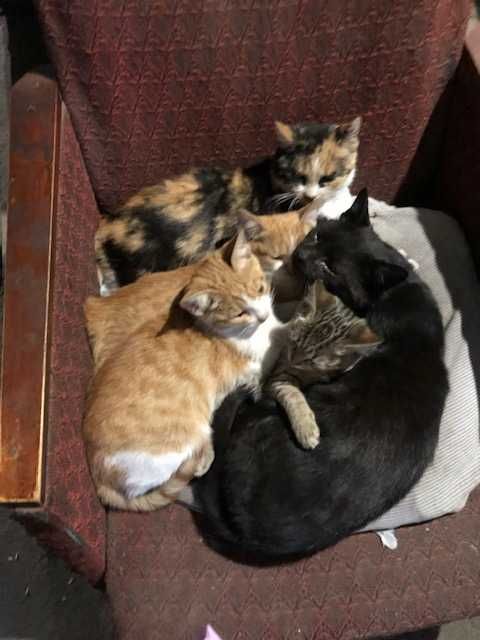 Кошенята шукають домівку