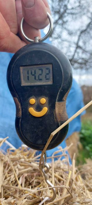Тюкі з соломи пшениці