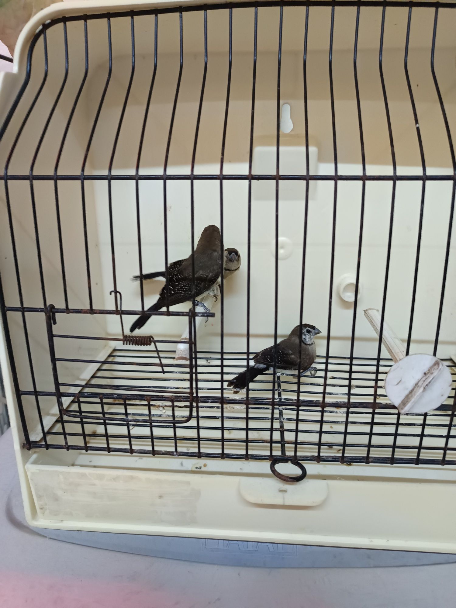 Diamantes gould, estrela e bichenov