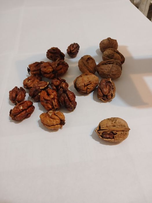 ГОРІХОКОЛ  бабочка сталь