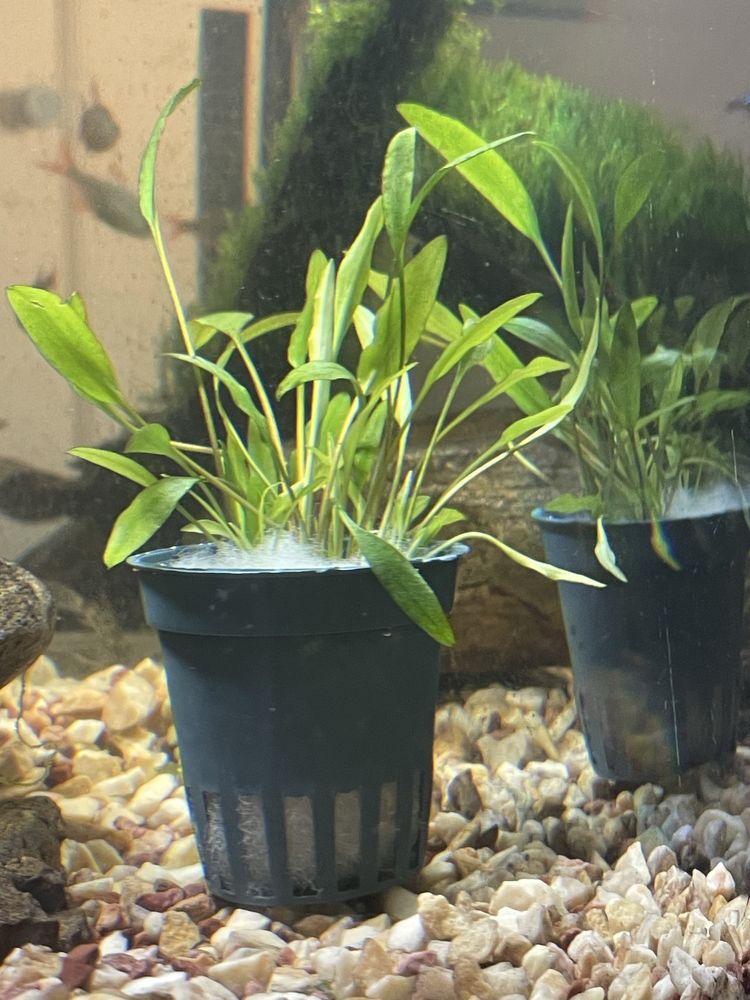 Cryptocoryne x willisii ‘Nevillii’ – Vaso bem desenvolvido