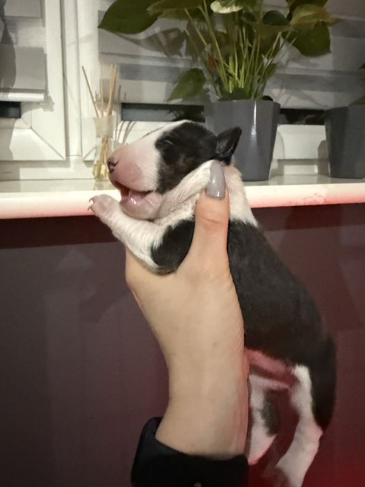 Bulterier miniaturowy ZKWP Tricolor