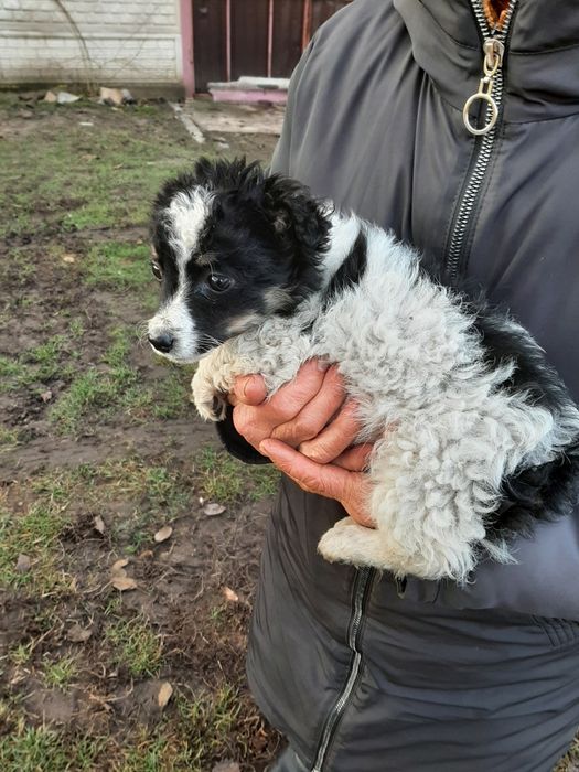 Вiддам чудове цуценятко