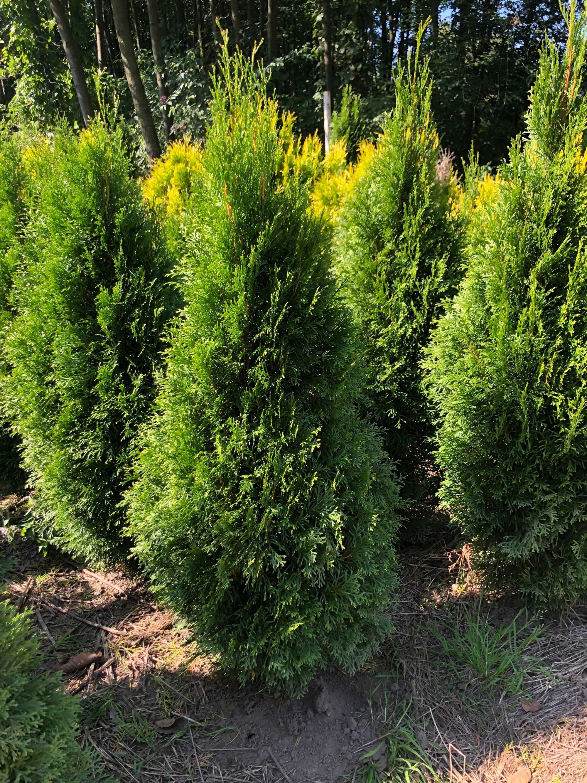 Tuja szmaragd, tuje od 60 do 250 cm! Thuja brabant do 200