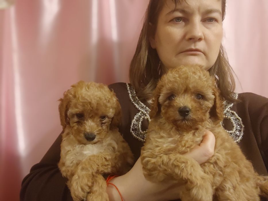 Той пудель, дівчатка