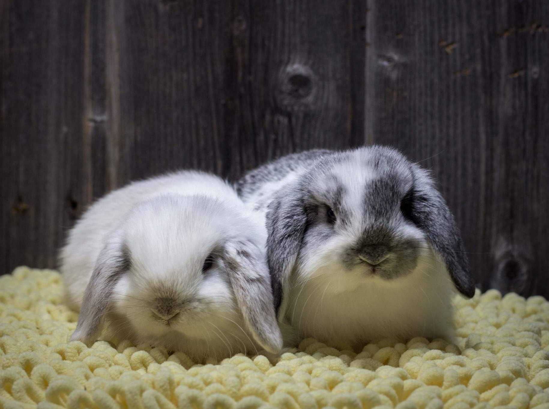 KIT Coelhos anões mini Lop(orelhudos) belier muito dóceis