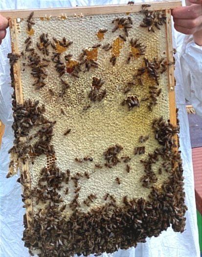 Продам мед власного виробництва, своя пасіка