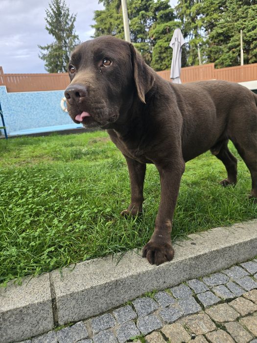 Labrador  para adoçao persona responsáble