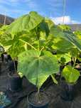 Drzewo tlenowe Paulownia Shan Tong w doniczce o wysokości 60-80 cm