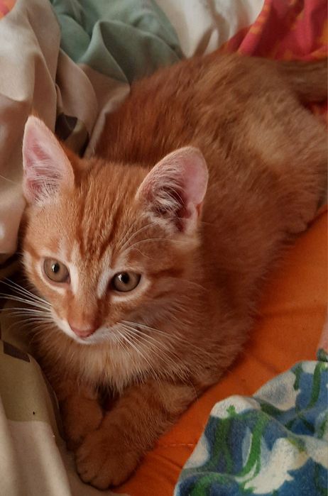 Котик рижий та кішечка чорна