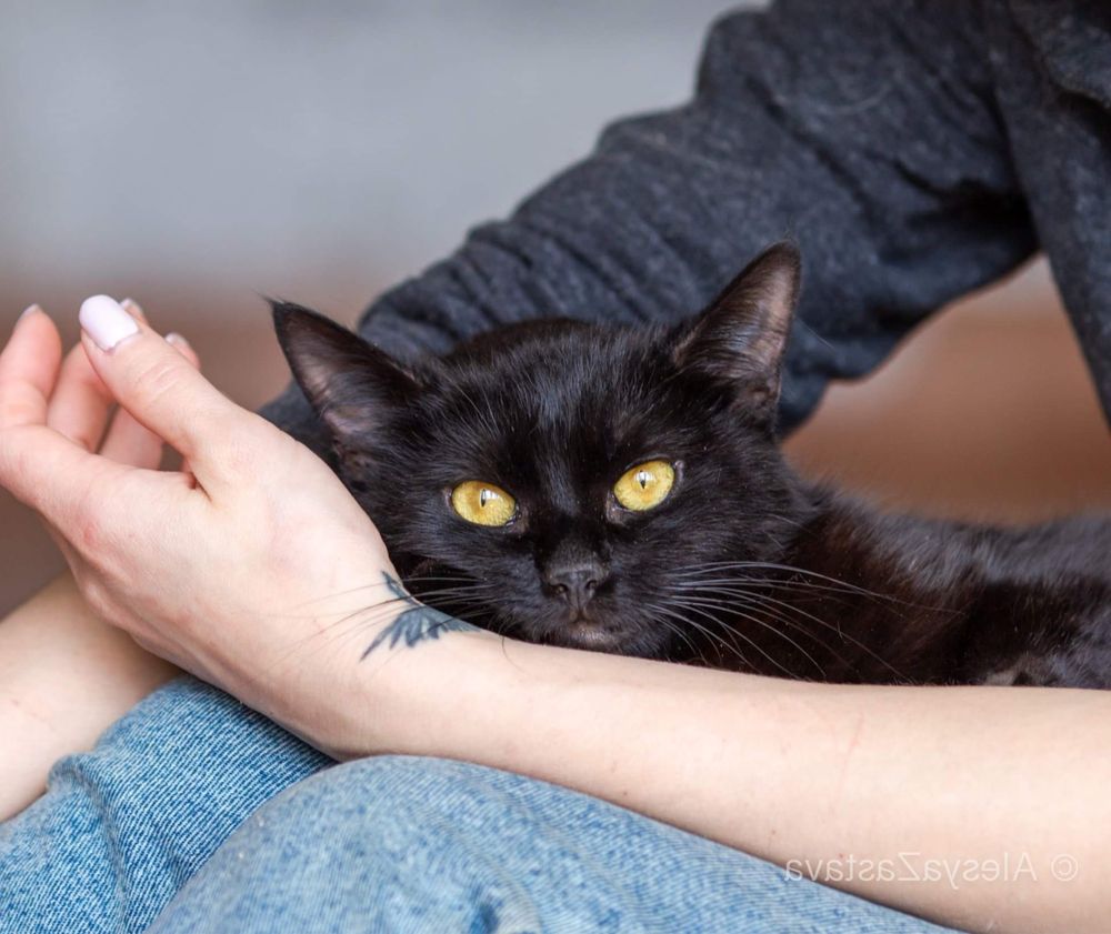 Багира, 4 года черная кошка, красивая халеная кошка