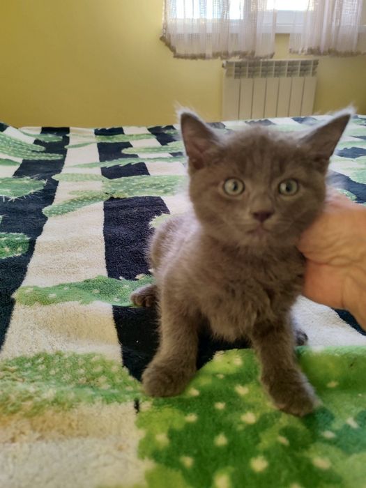 Кошенята безкоштовно