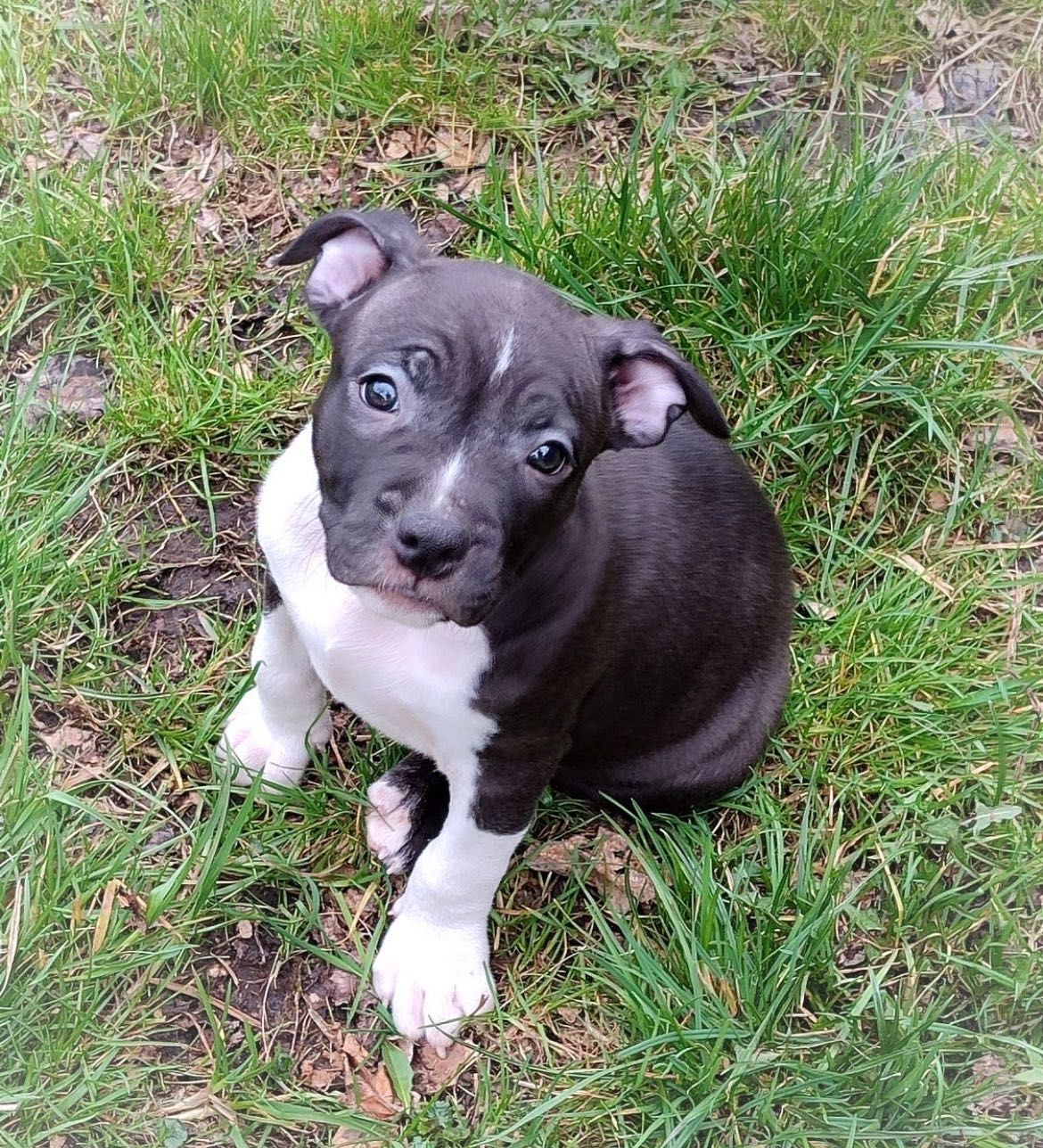 Czarny chłopak amstaff hodowla FCI szczeniak do odbioru