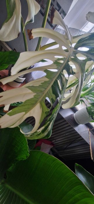 Monstera variegata