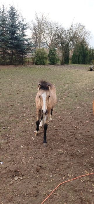Sprzedam kuce walijskie- redukcja stada
