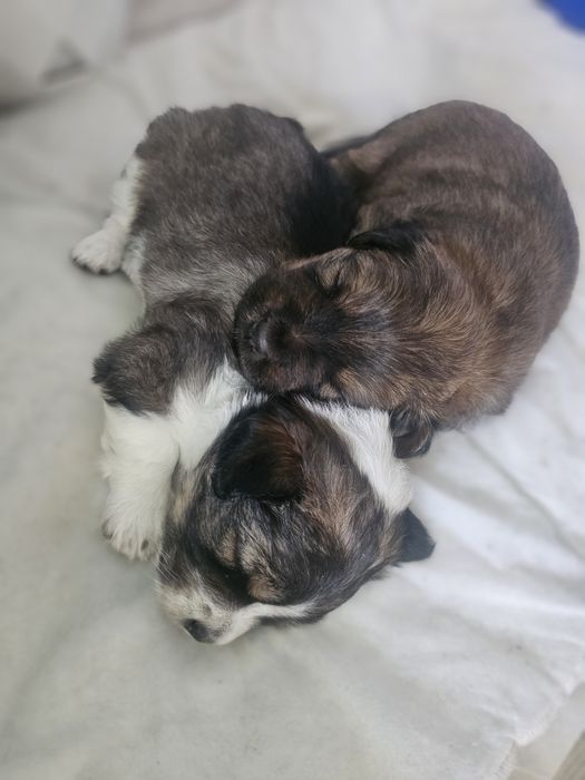 Oddam pieski w dobre ręce