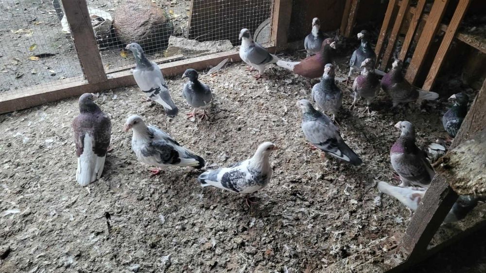 Gołębie staropolskie okazja likwidacja gołębi