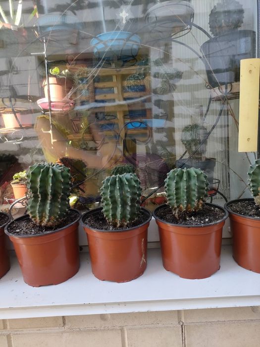 Комнатные растения