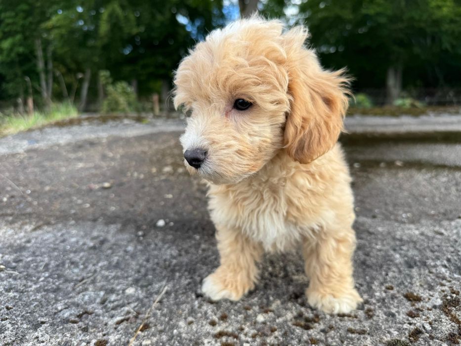 maltipoo szczeniak