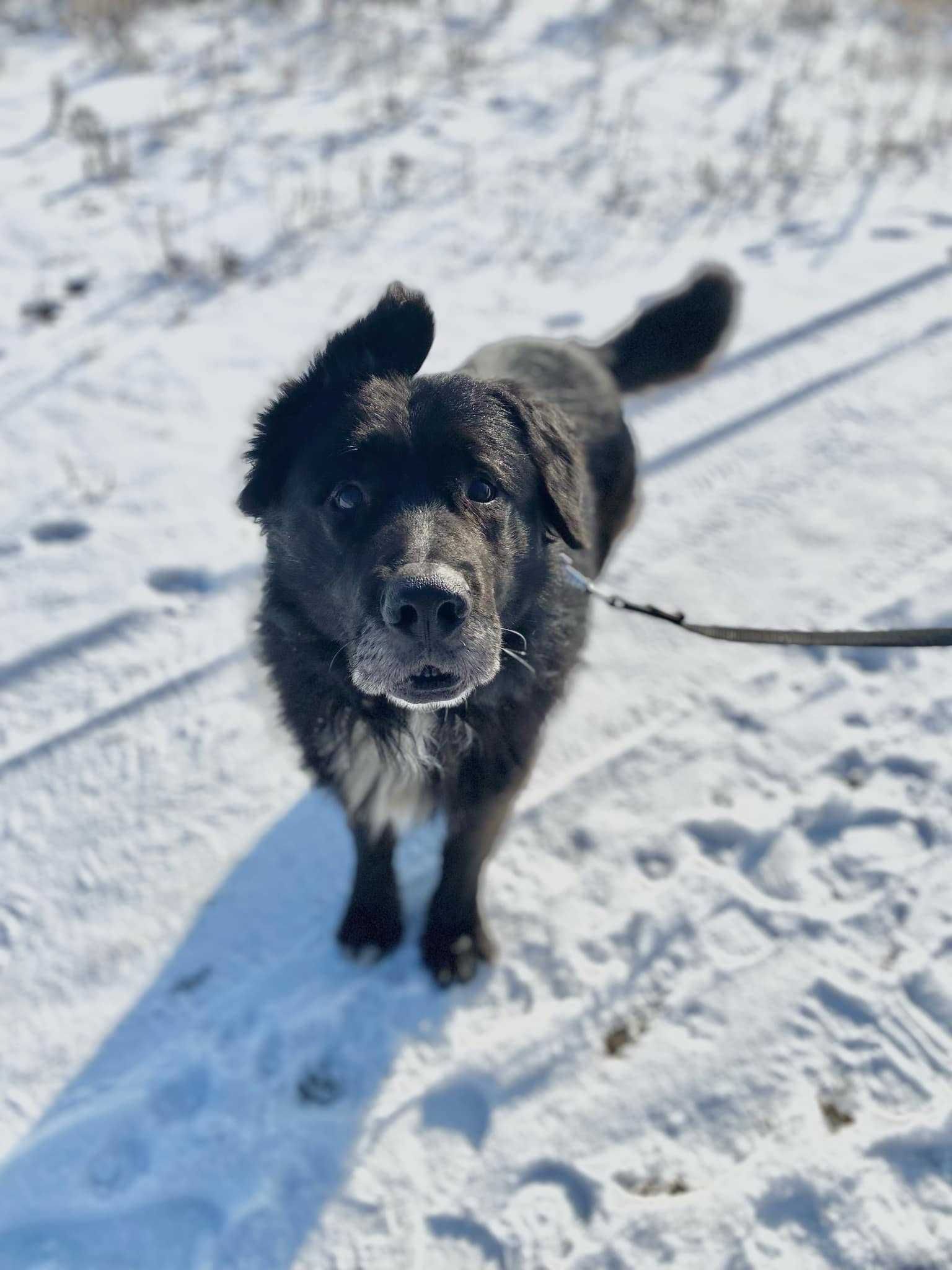 Uszek duży pies do adopcji Kalisz Wrocław Poznań Lodz