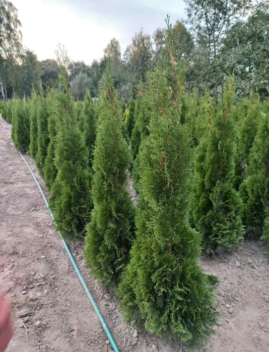 Туї смарагд акція є опт