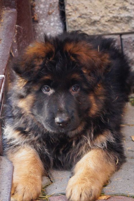 owczarek niemiecki długowłosy z rodowodem.