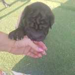 Última princesa sharpei