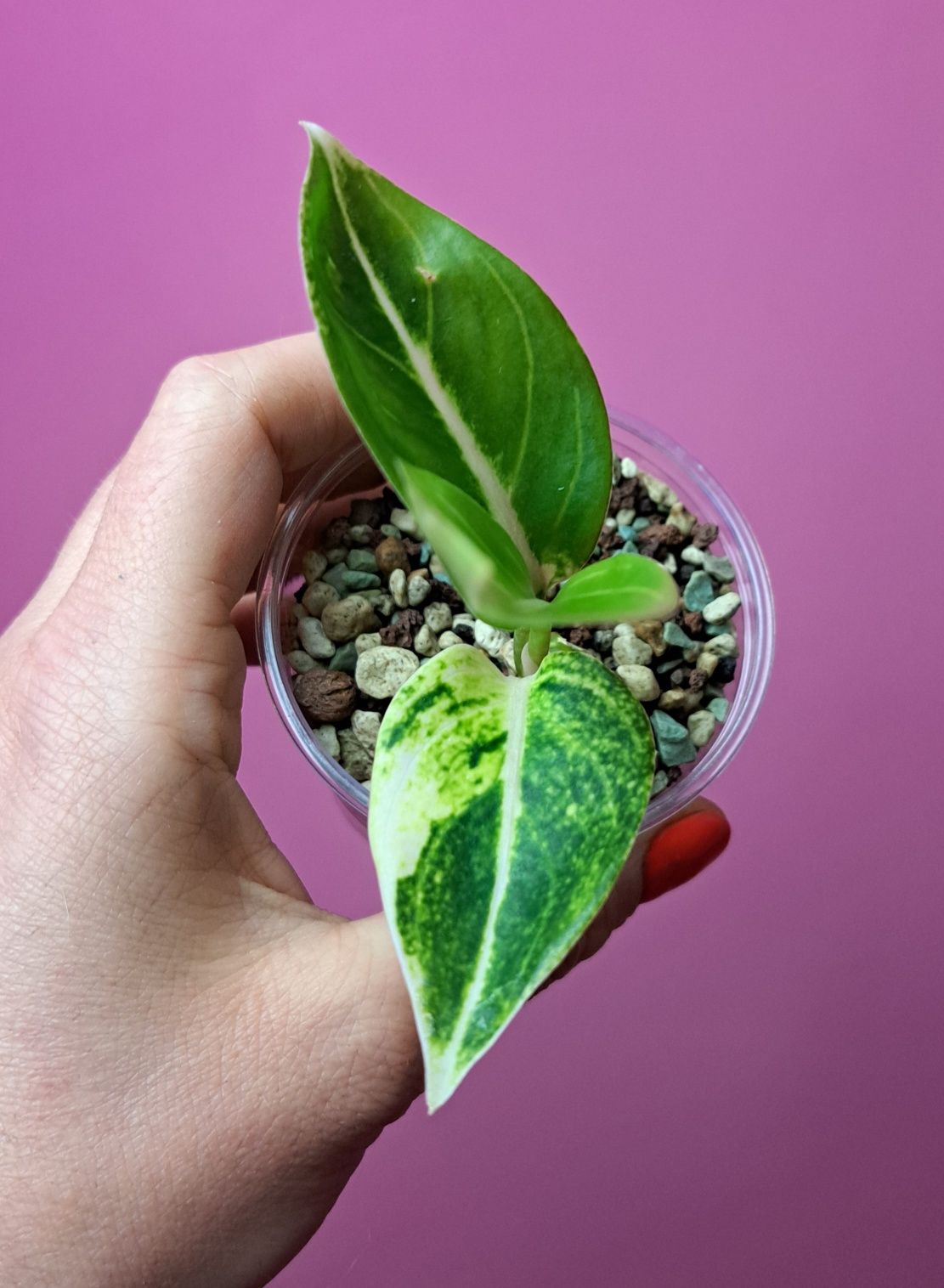 Aglaonema Pink Moon