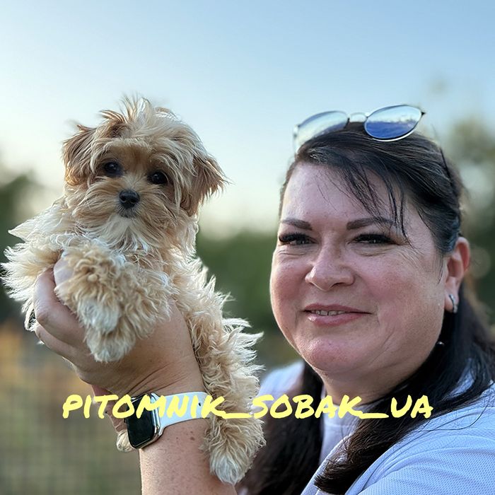 Мальтіпу Ф1 розмір тікап, батьки китай-корея