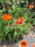 Mak wschodni (Papaver orientale) - nasiona 0,25g