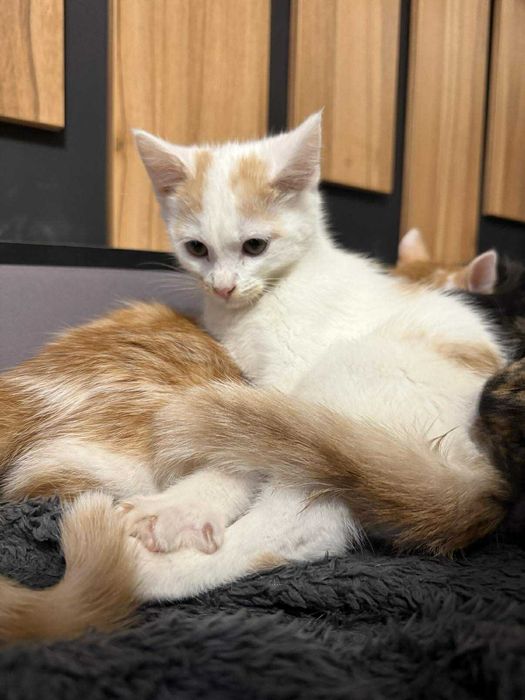 Ptyś biało rudy kocurek do adopcji