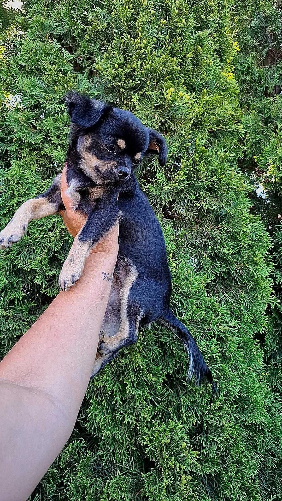 Czarno-podpalany długowłosy chihuahua samiec gotowy do odbioru/rodowód
