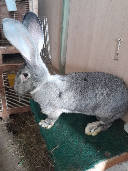 Samica olbrzyma belgijskiego szynszylowa