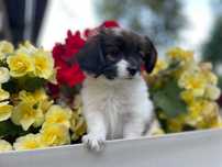 Spaniel kontynentalny miniaturowy, phalene, nie papillon, suczka, ZKwP