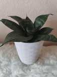 Sansevieria, niska odmiana
