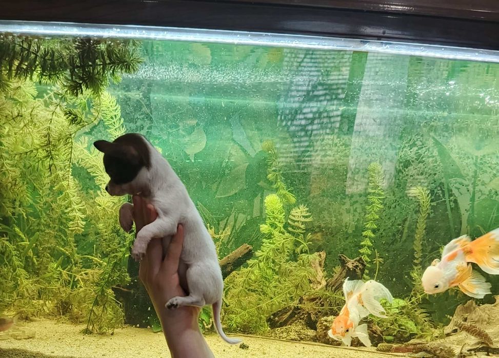 Міні чихуахуа 2 міс