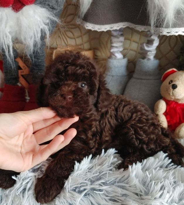 Хлопчик коричневого той пуделя