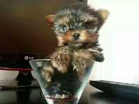 Yorkshire terrier  suoer Miniatura Anão
