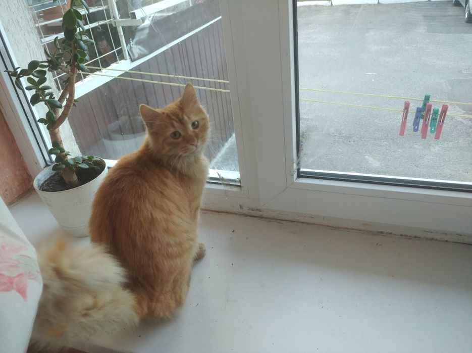 Пропала кошечка в Безлюдовке