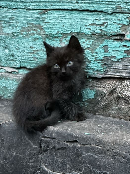 Кошенята в добрі руки!
