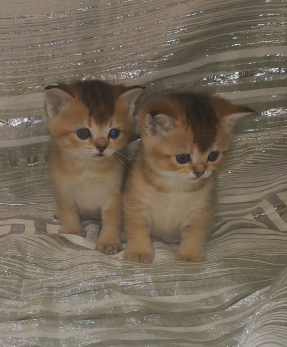 Золоті шиншили дівчатка