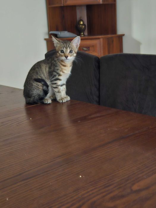 kociaki szukają domów