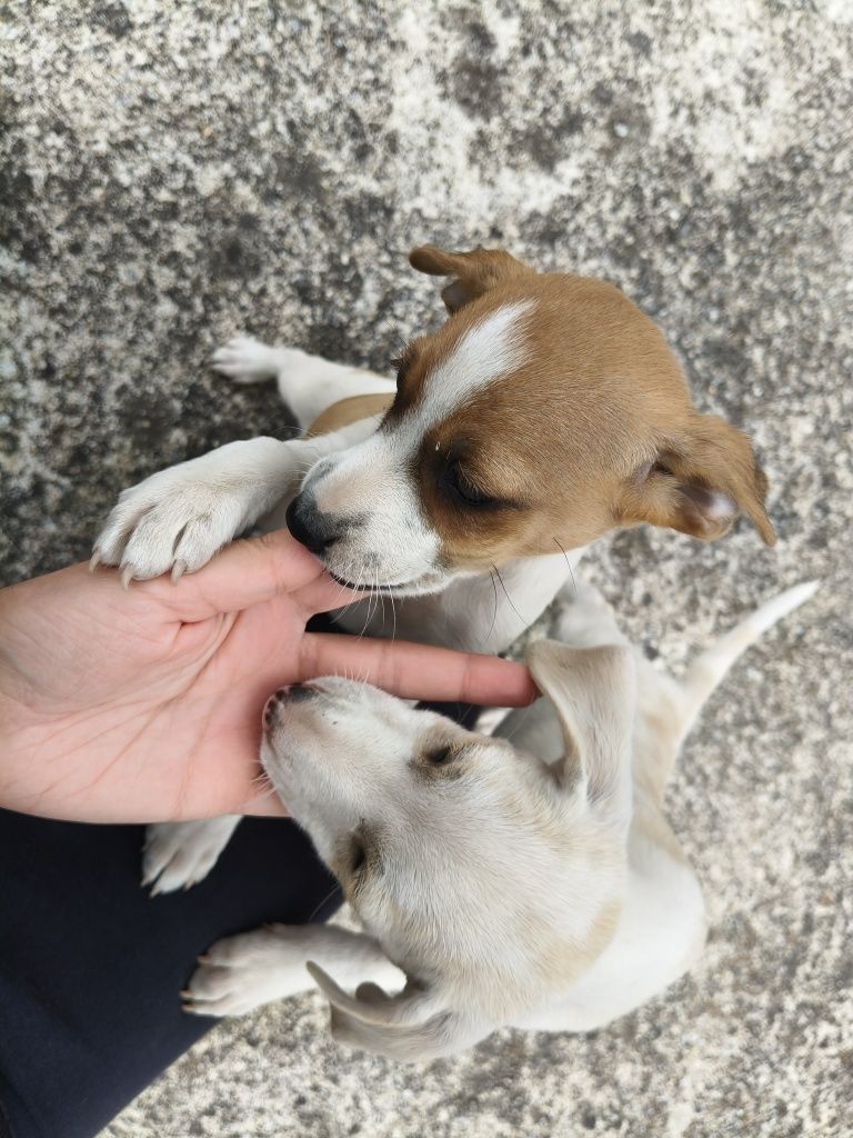 Cães para adoção responsável