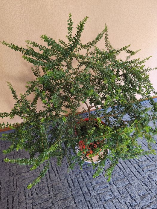 Продам великий вазон мірт.