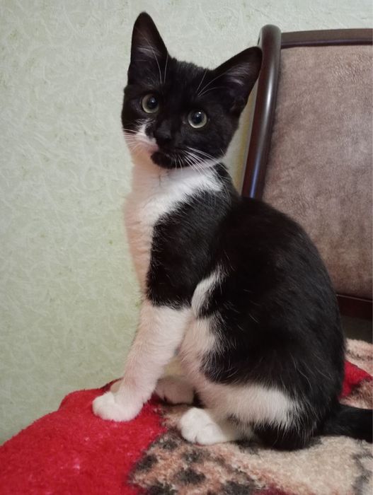 Маленька кішечка